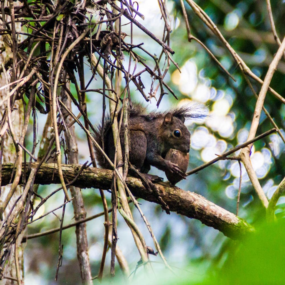 Cockscomb Basin Wildlife Sanctuary — 