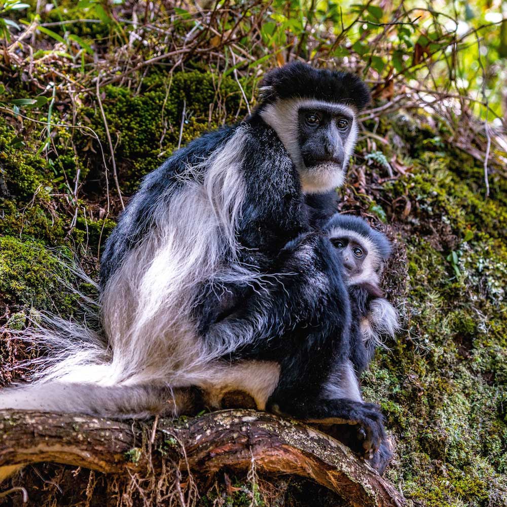 Aberdare Range — Kenya, Africa