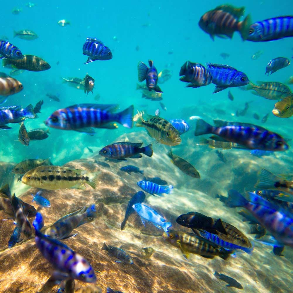 Lake Malawi — 