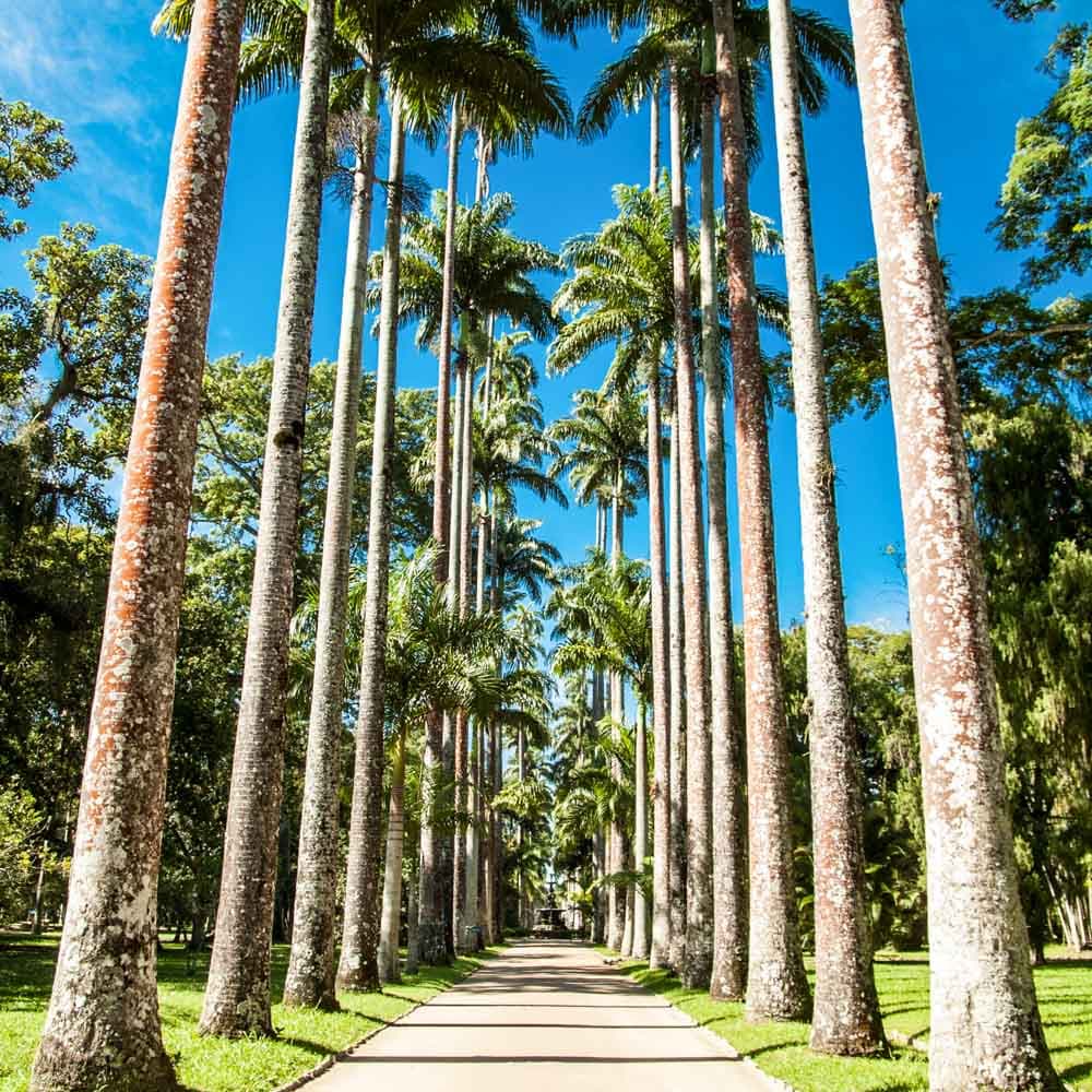 Rio Botanical Garden — 