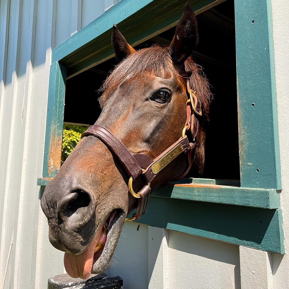 International Museum of the Horse — Kentucky, United States, North America