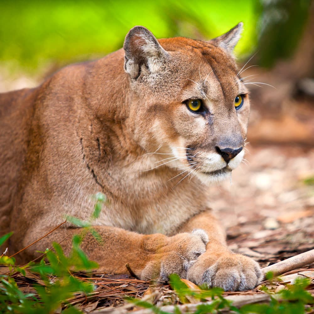 Florida Panther National Wildlife Refuge — 