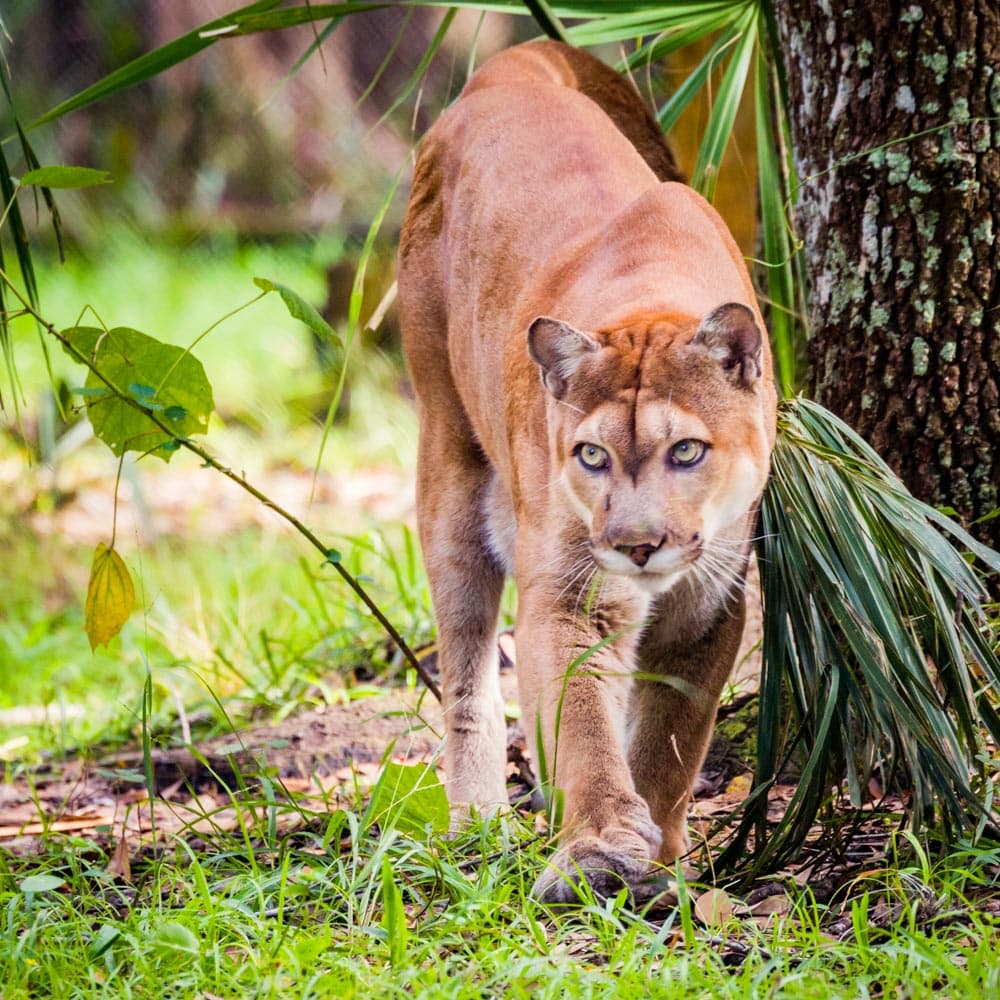Florida Panther National Wildlife Refuge — 