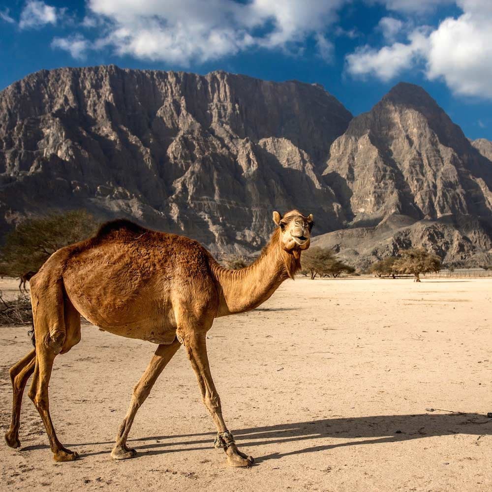 Musandam Peninsula — Oman, Middle East