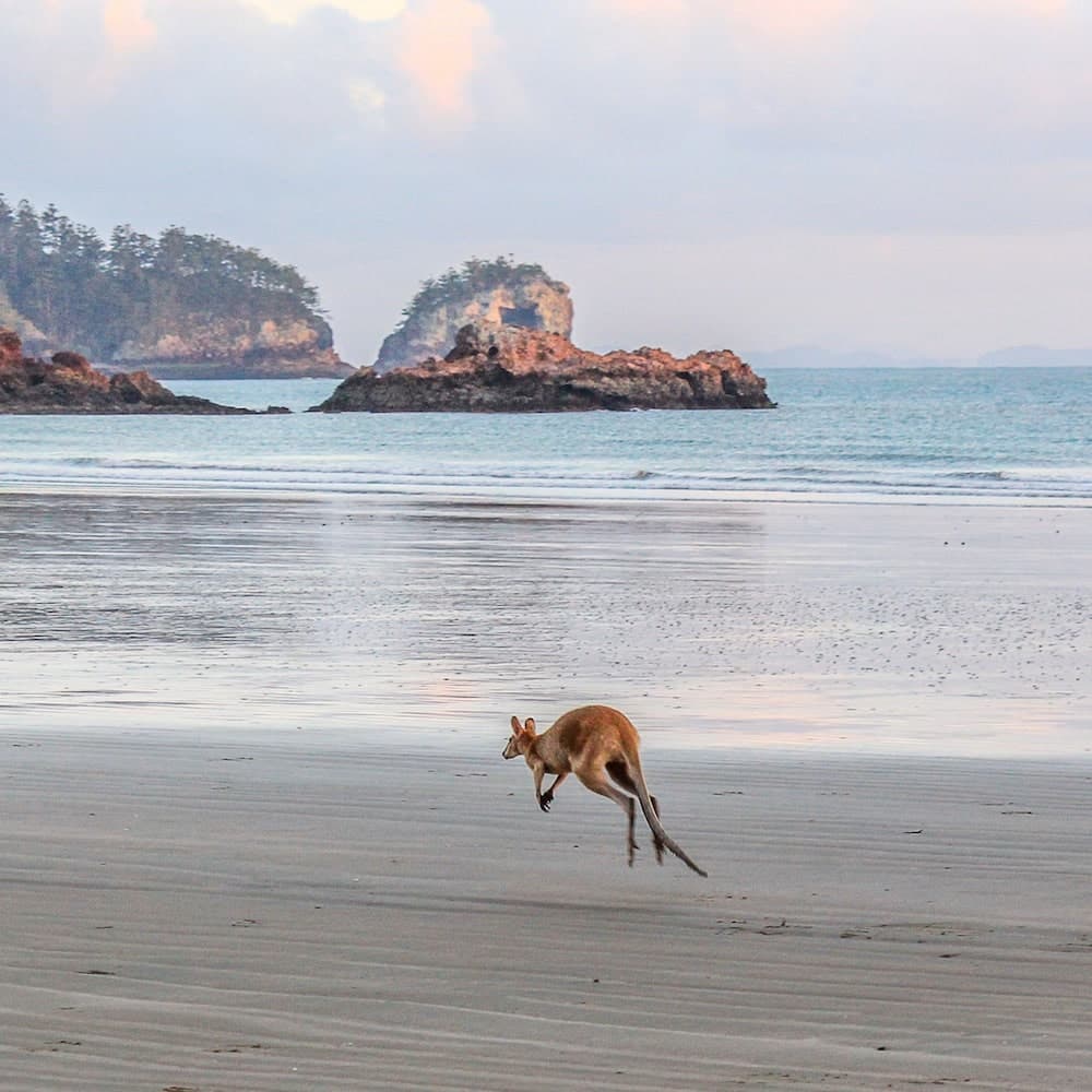 Cape Hillsborough — Queensland, Australia, Oceania