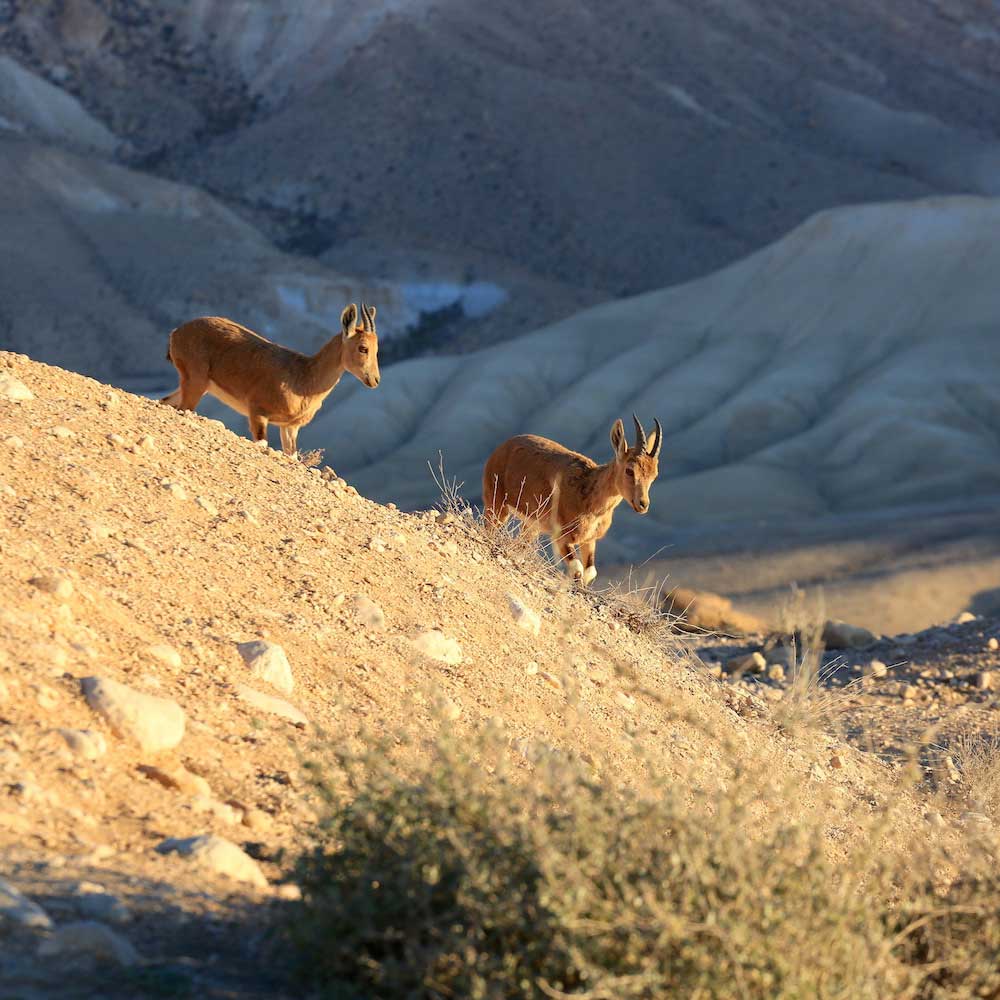 Ein Avdat National Park — 