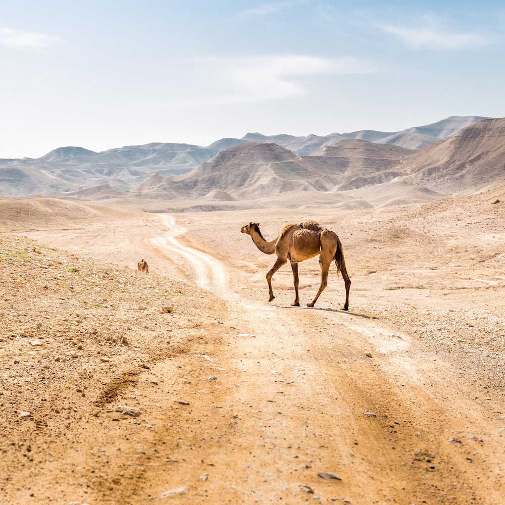 Judaean Desert — Israel, Middle East