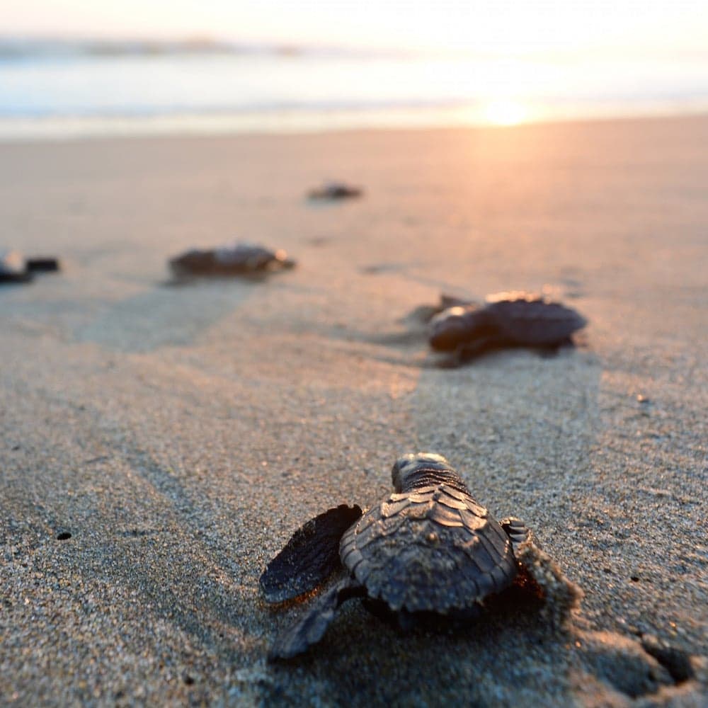 Bon Secour Wildlife Refuge — Alabama, United States, North America