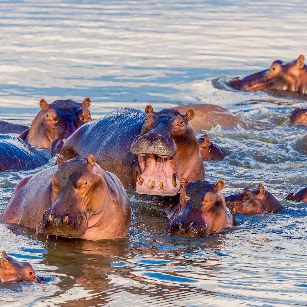 Luangwa River — 