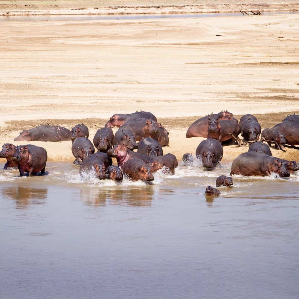 Luangwa River — 