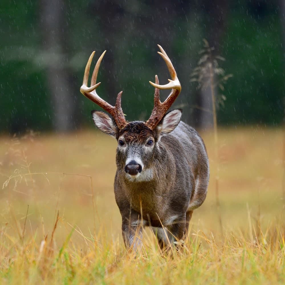 Cades Cove — 