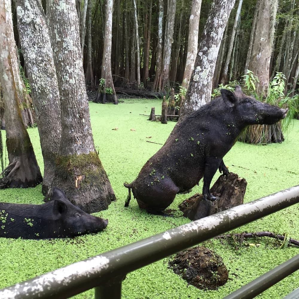 Louisiana Swamp Tours — 