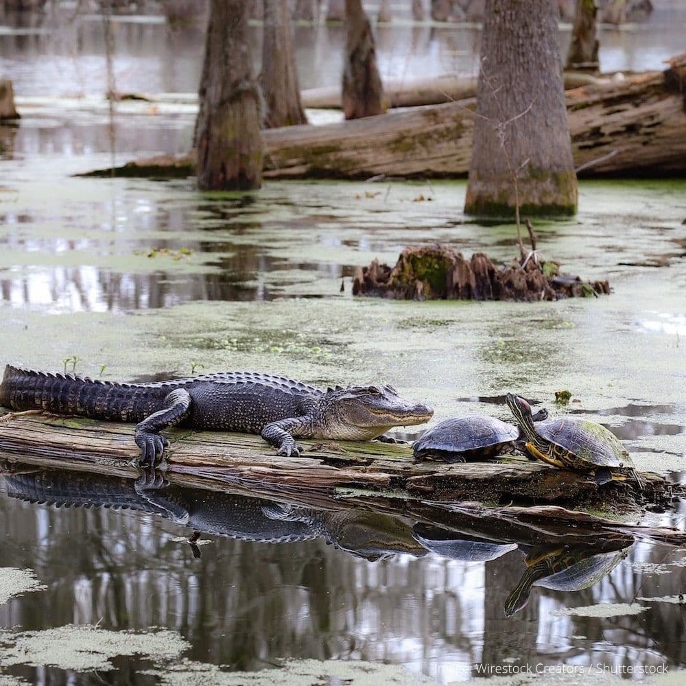Louisiana Swamp Tours — 