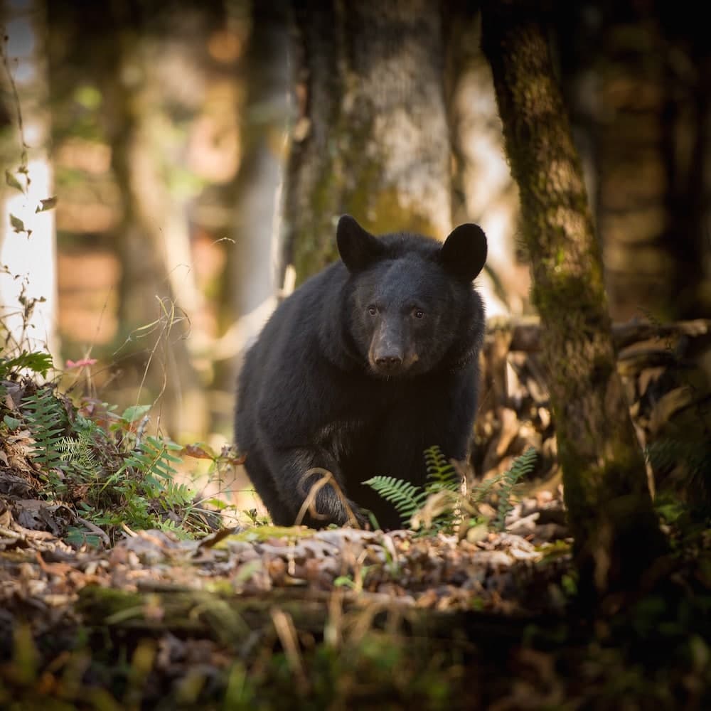 Great Smoky Mountains National Park — 