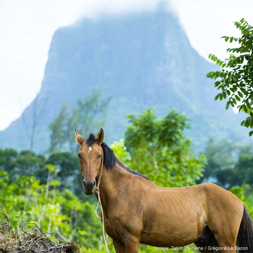 Mont Rotui, Moorea — French Polynesia, Oceania