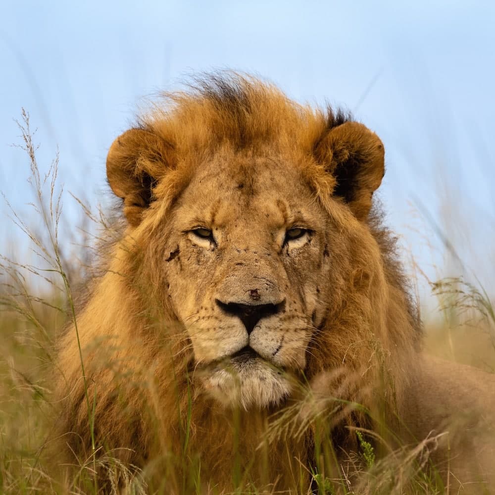 Kariega Game Reserve — 