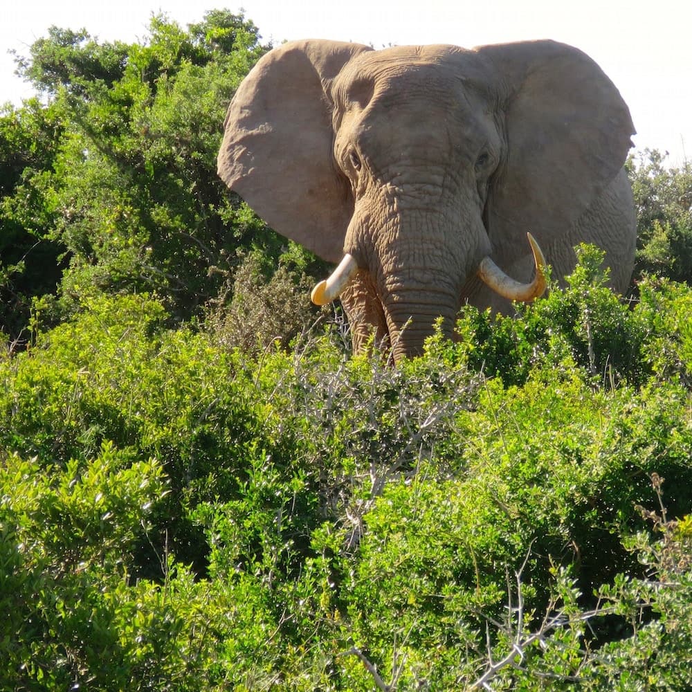 Kariega Game Reserve — 
