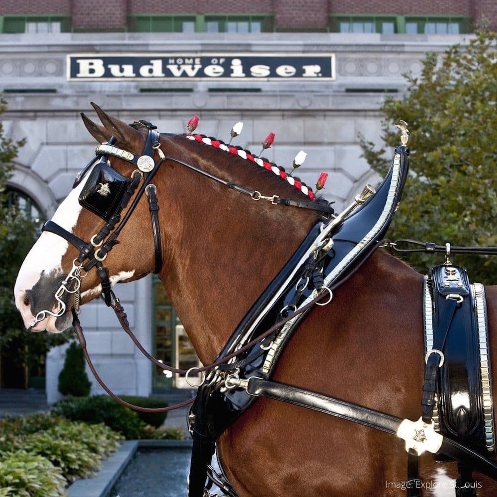 Anheuser-Busch Brewery Tour — 