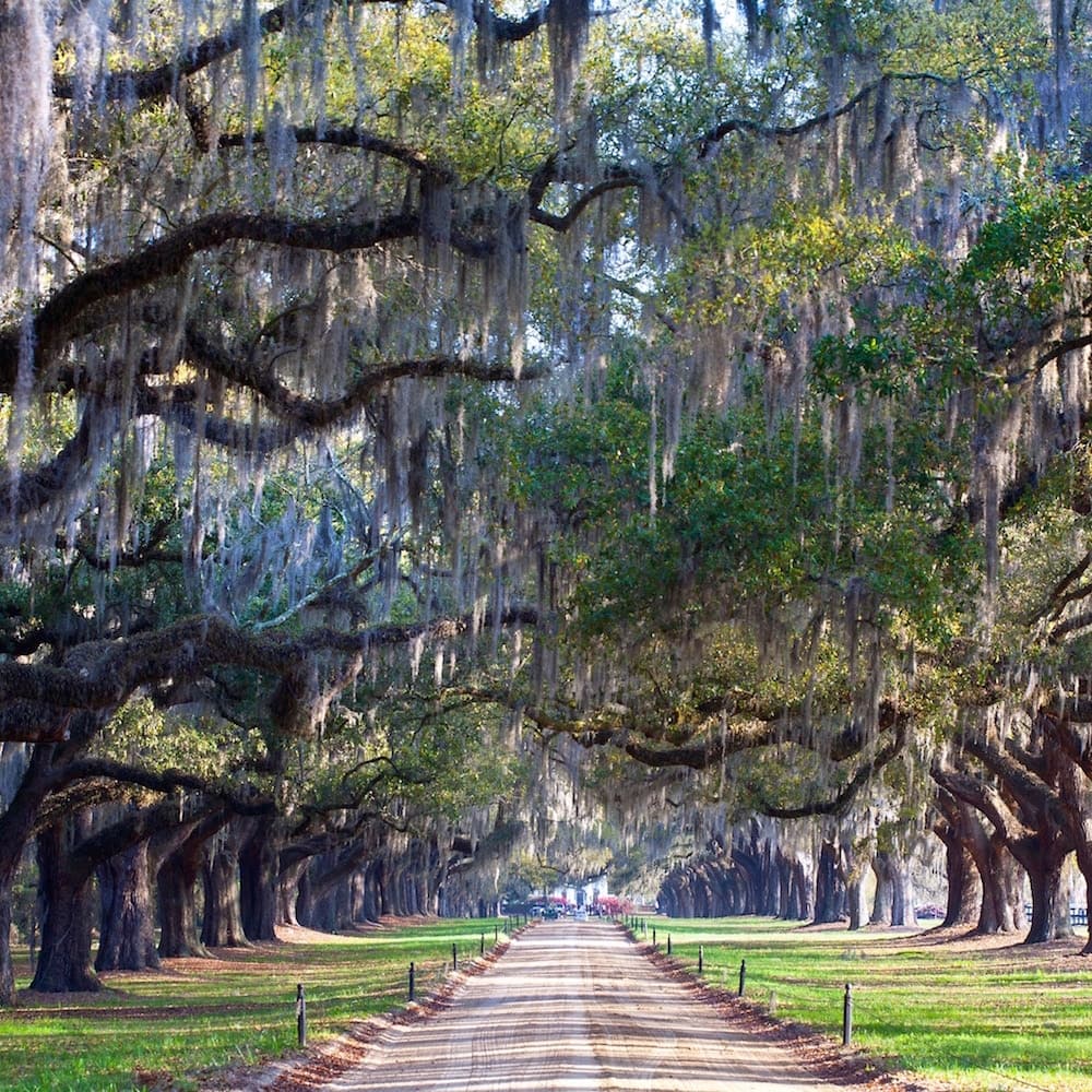 Boone Hall Plantation & Garden — 