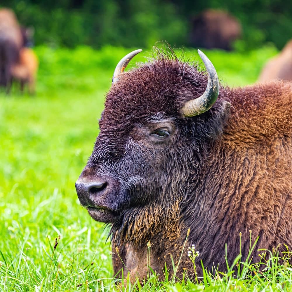 Elk and Bison Prairie — Kentucky, United States, North America