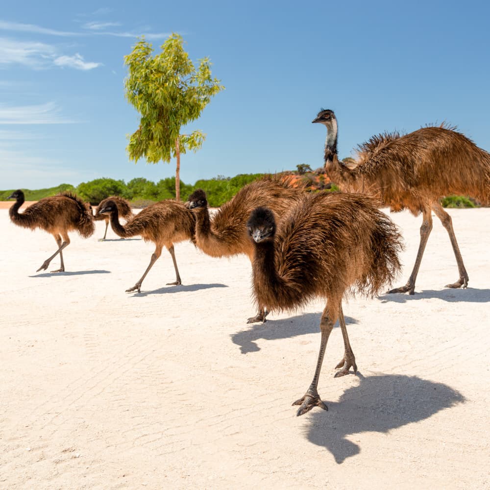 Francois Peron National Park — Coral Coast, Western Australia, Australia, Oceania
