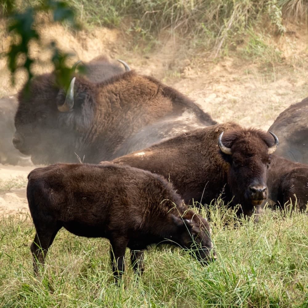 Elk and Bison Prairie — 