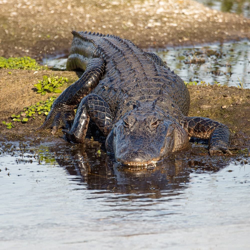 Gulf Coast Gator Ranch — Coastal Mississippi, Mississippi, United States, North America
