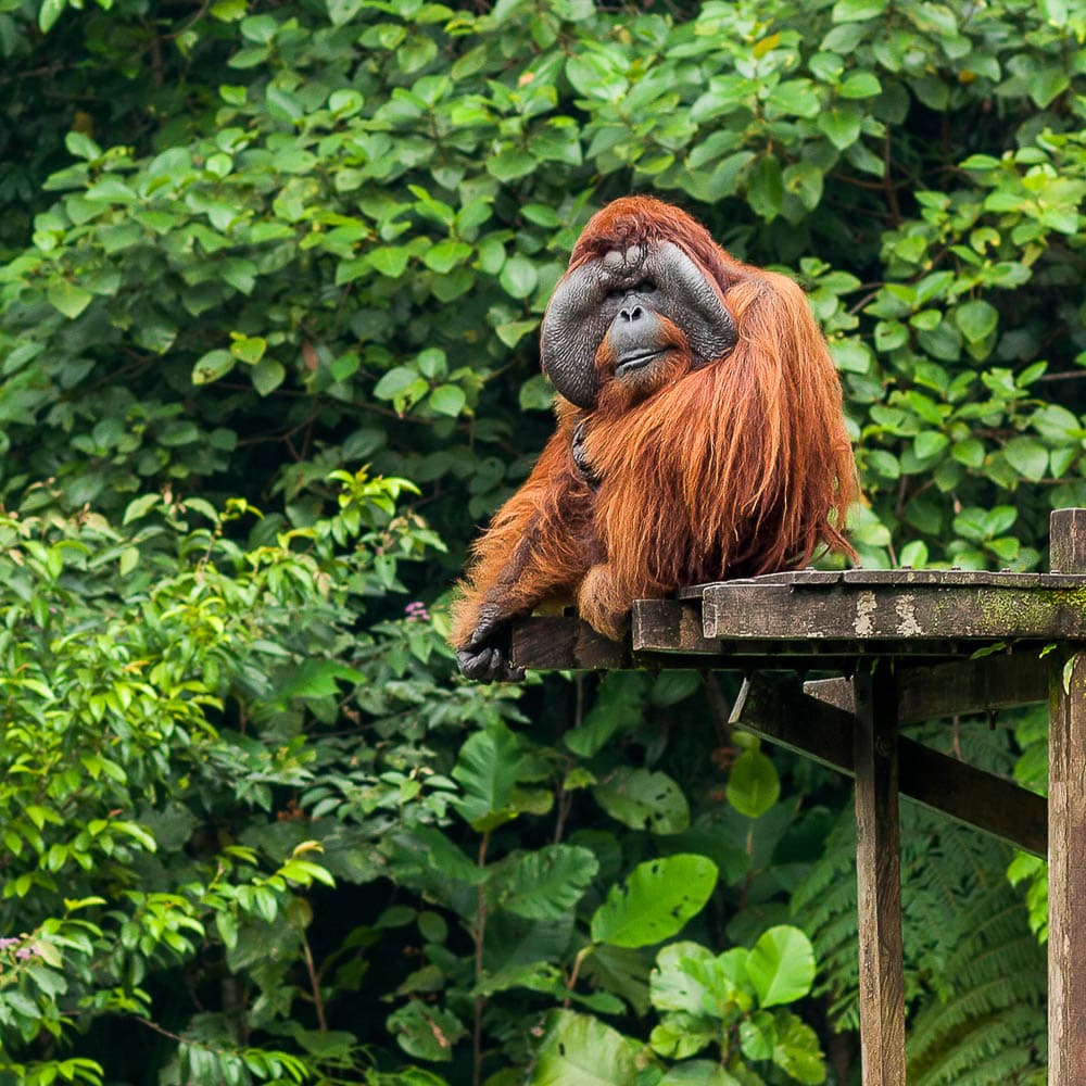 Matang Wildlife Centre — 
