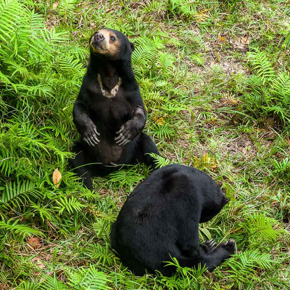 Matang Wildlife Centre — 