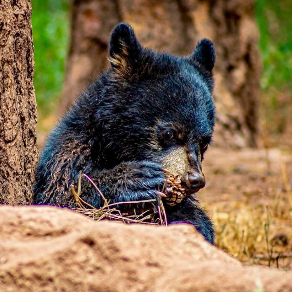 Bearizona Wildlife Park — Arizona, United States, North America