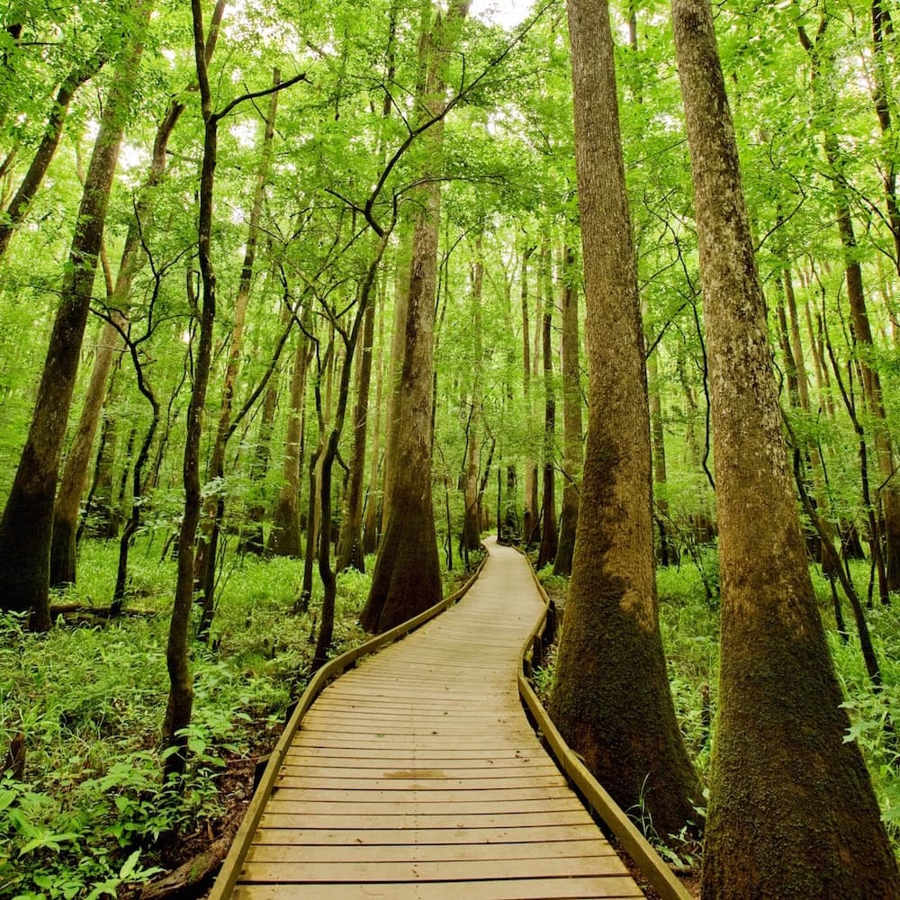 Congaree National Park — South Carolina, United States, North America