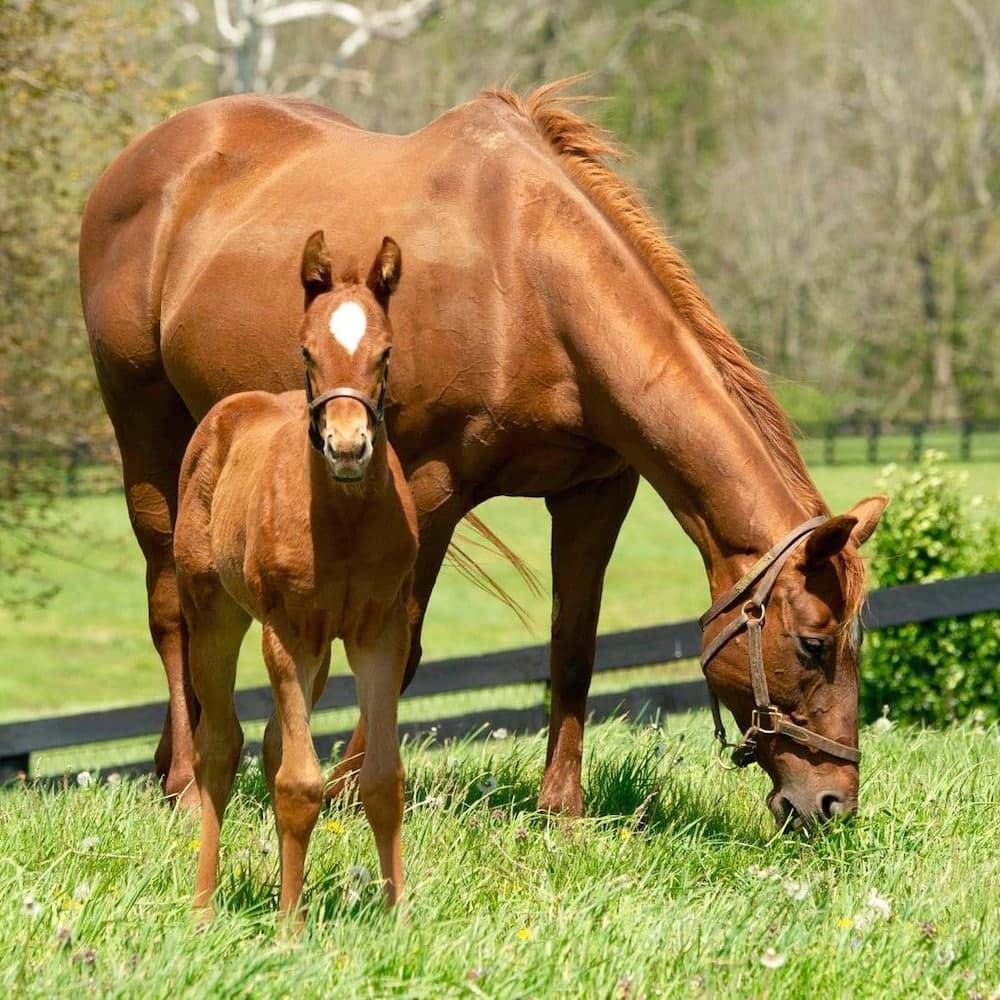 Horse Country — Kentucky, United States, North America
