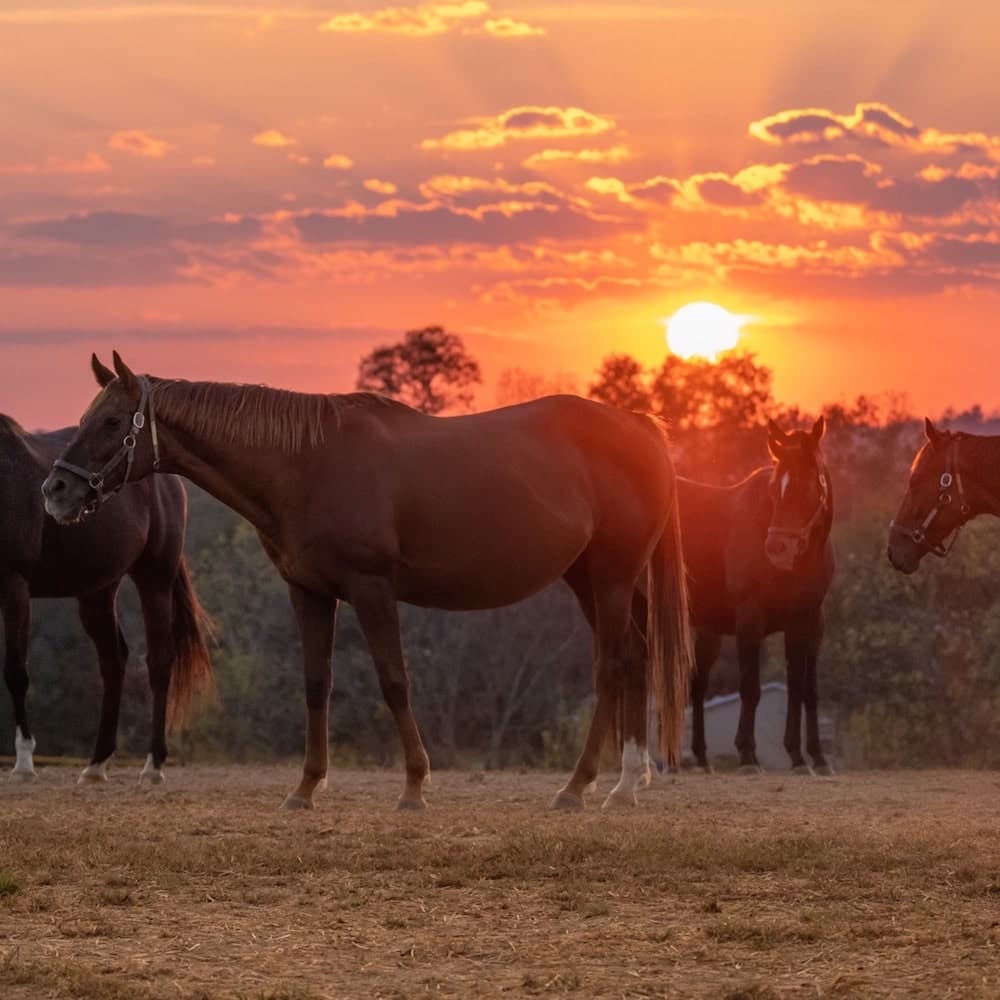 Horse Country — 