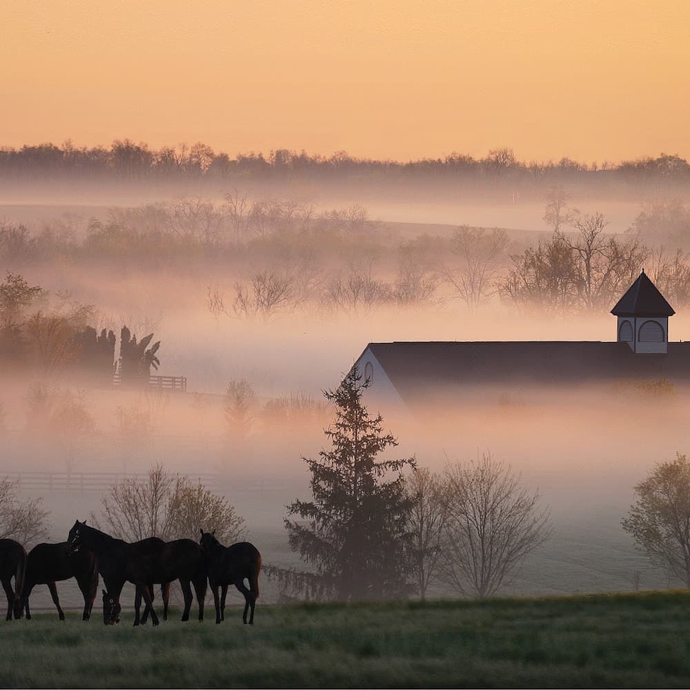 Horse Country — 