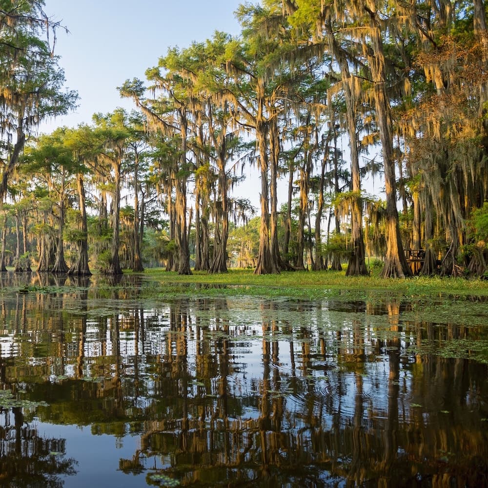 Cypress Swamp — Mississippi, United States, North America