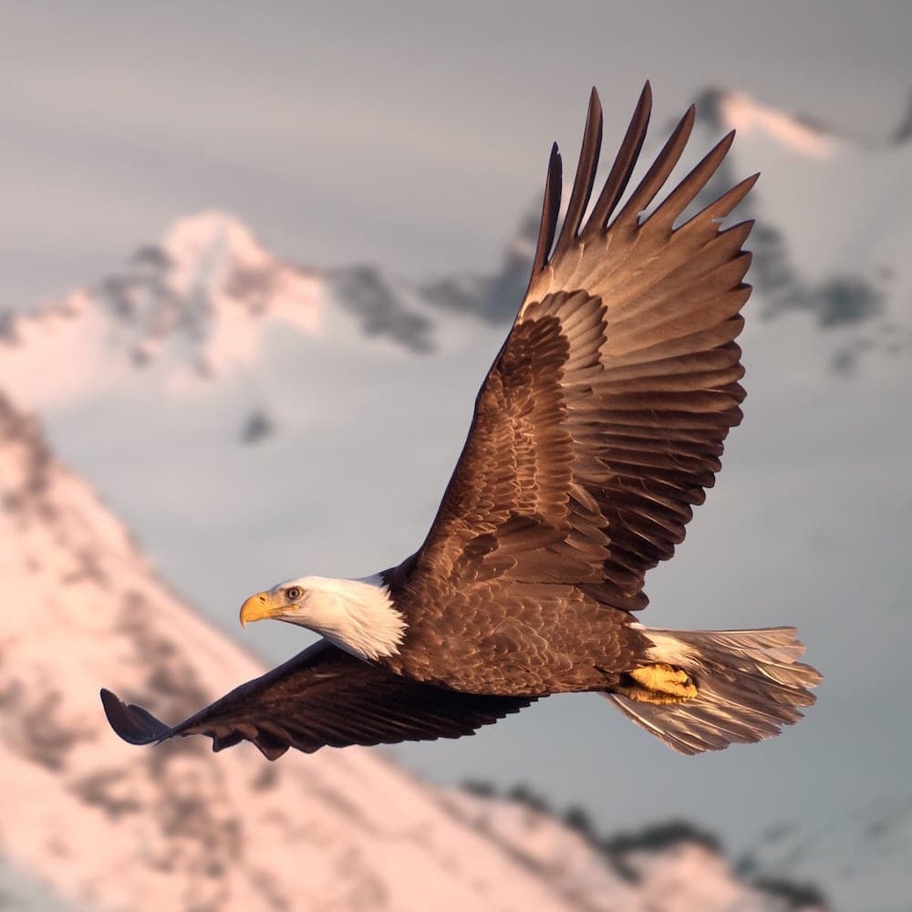 Kenai Mountains — 