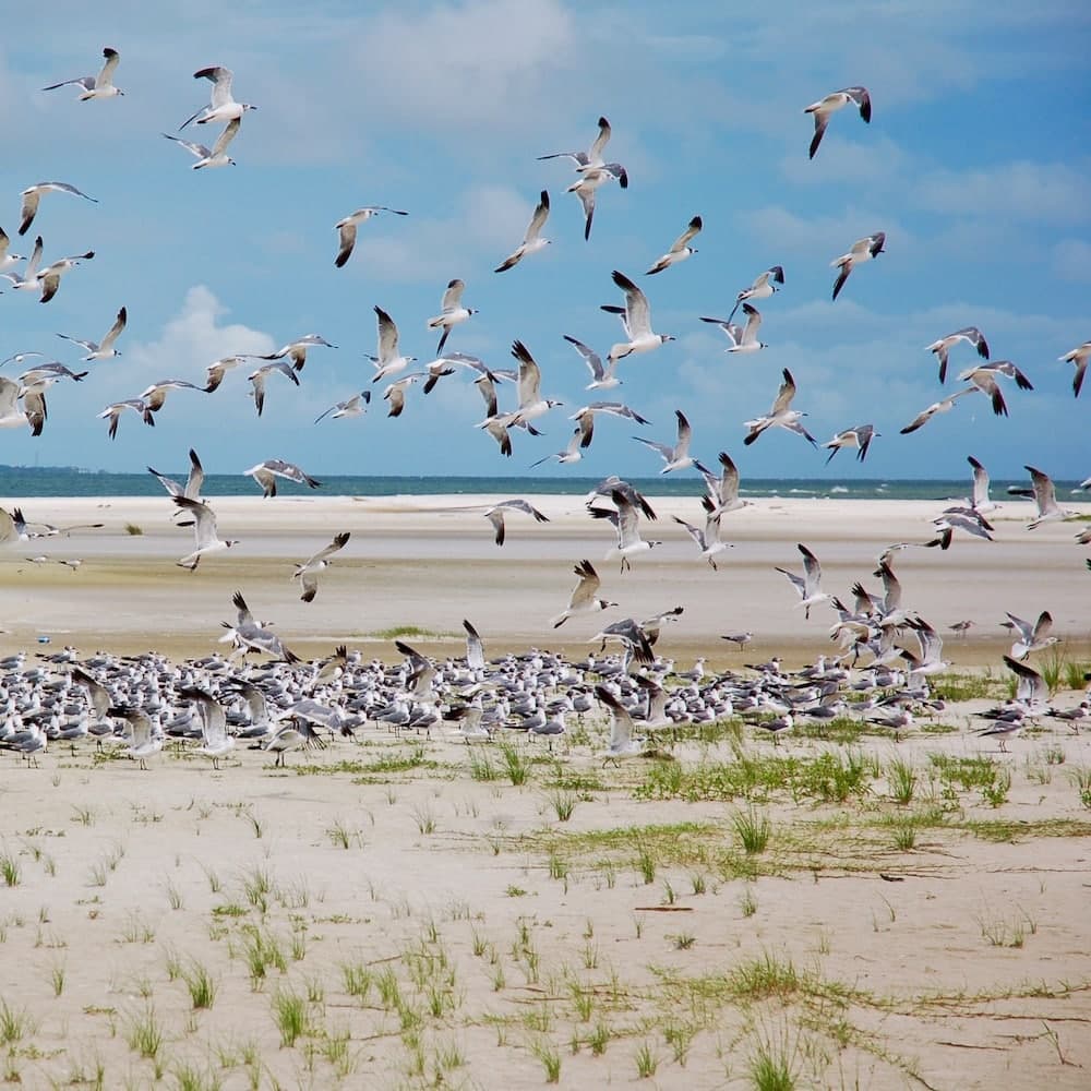 Dauphin Island — Alabama, United States, North America