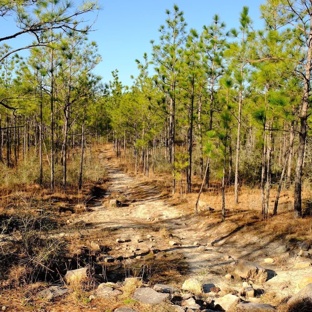 Kisatchie National Forest — 
