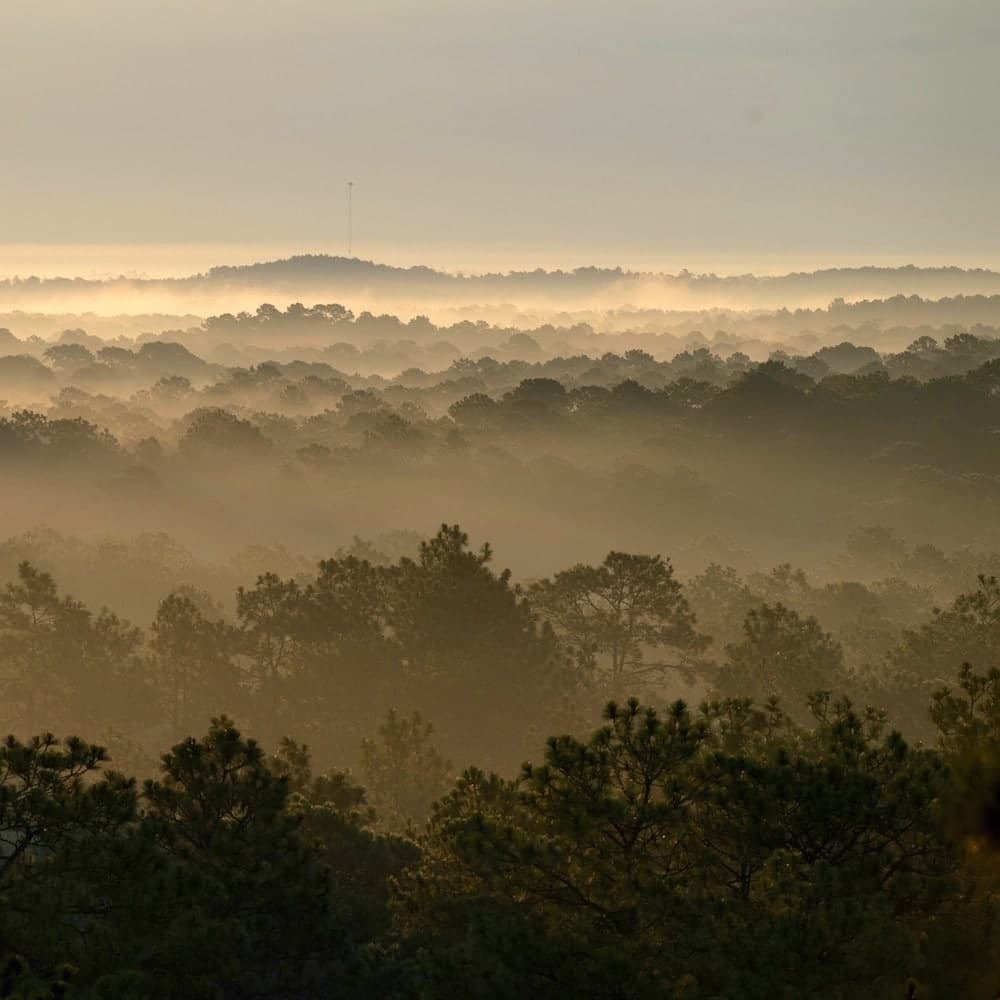Kisatchie National Forest — 