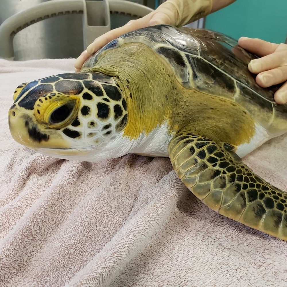 Sea Turtle Rescue Centre — North Carolina, United States, North America