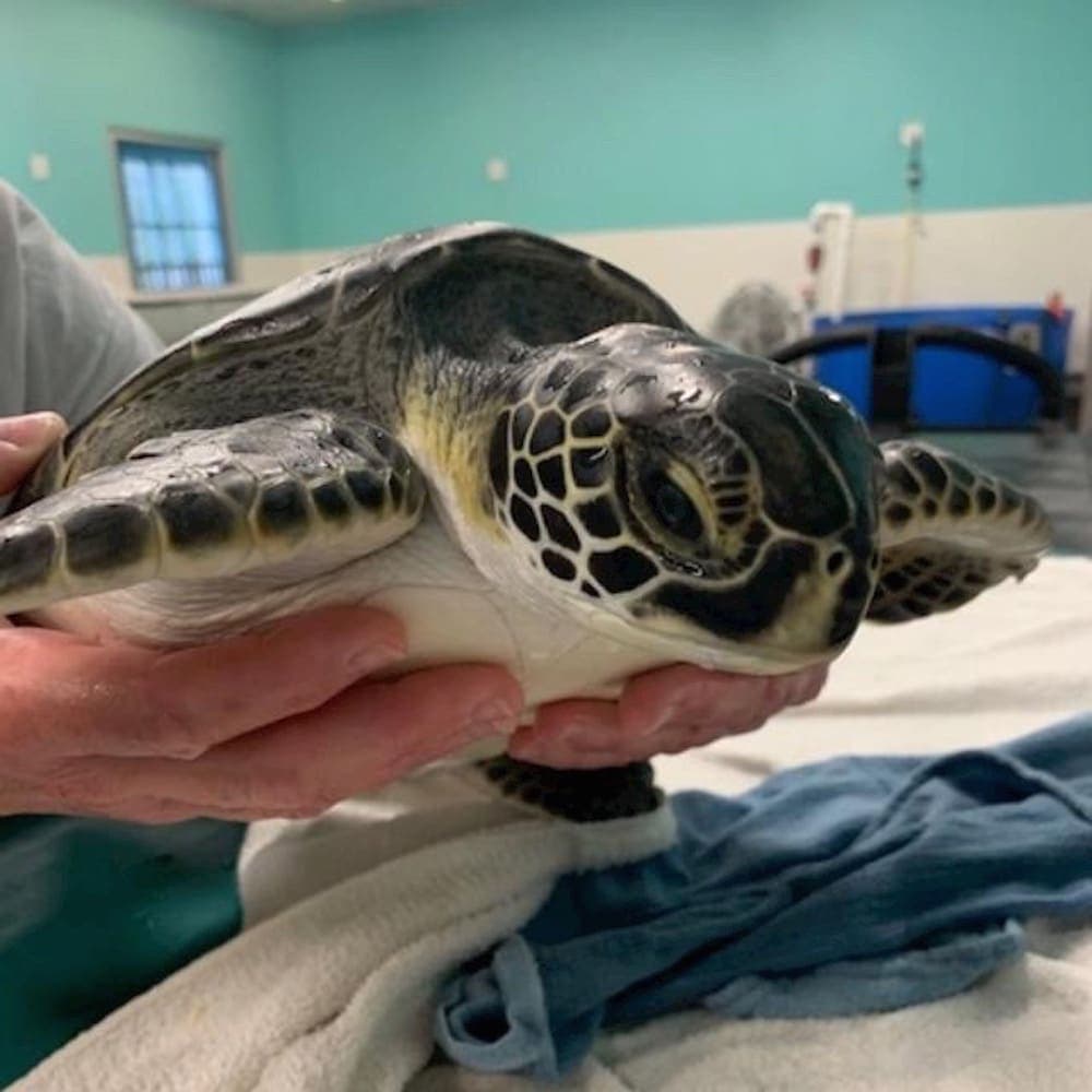 Sea Turtle Rescue Centre — 