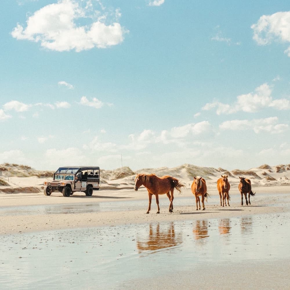 Wild Horse Adventure Tours — North Carolina, United States, North America