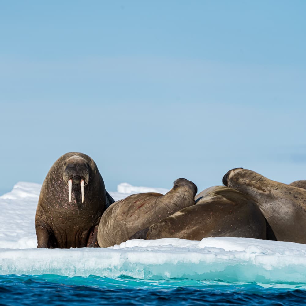 Canadian Arctic — Canada, North America
