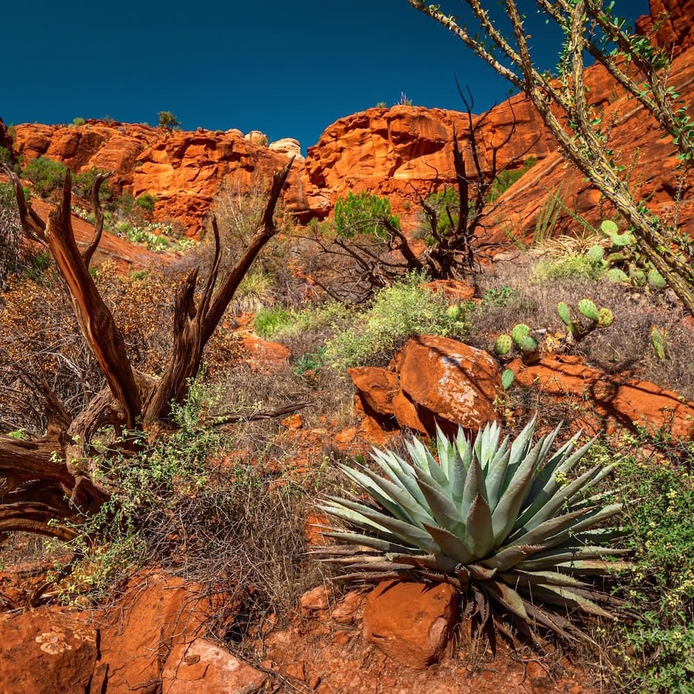 Coconino National Forest — Arizona, United States, North America
