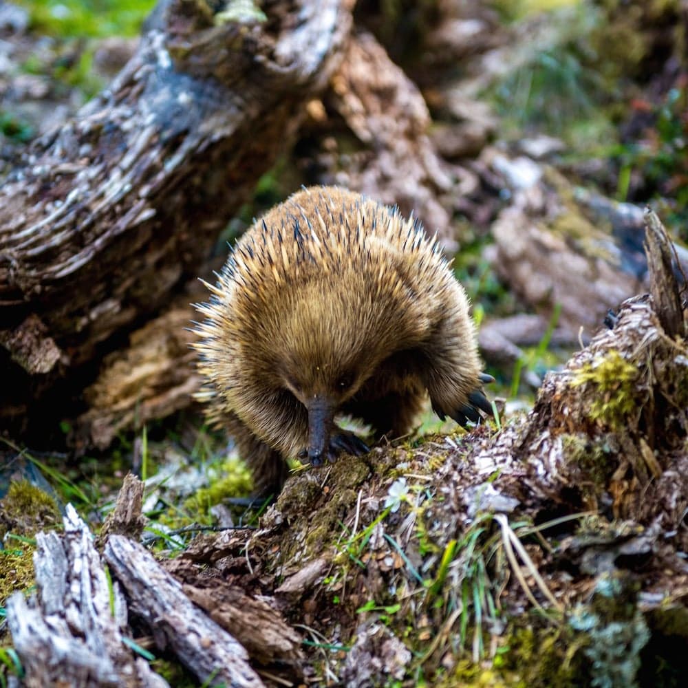Cradle Mountain-Lake St Clair National Park — 