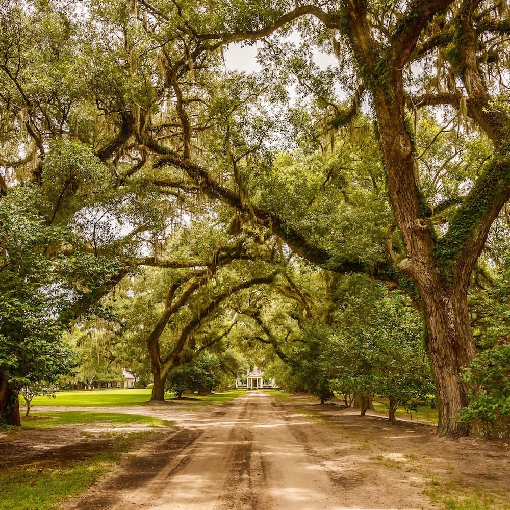 Mansfield Plantation — 