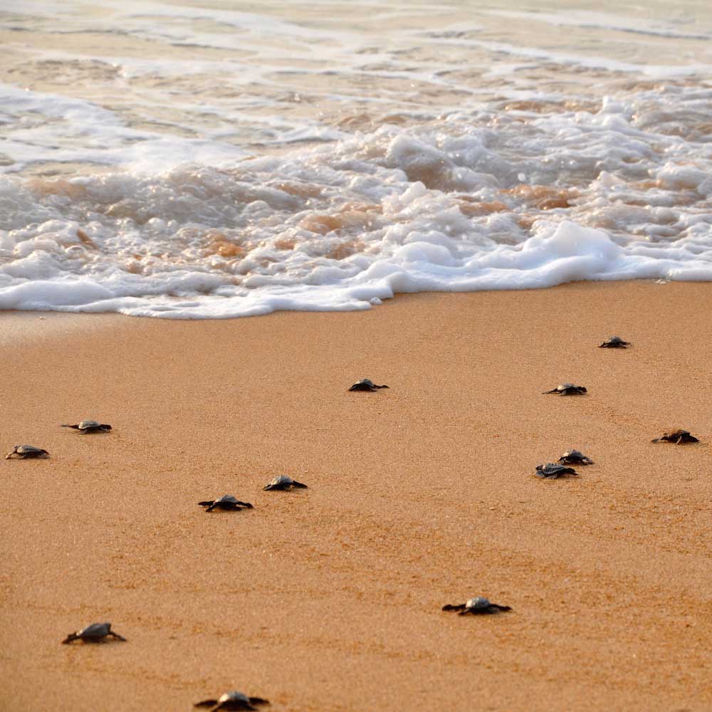Induruwa Sea Turtle Conservation Center — Sri Lanka, Asia