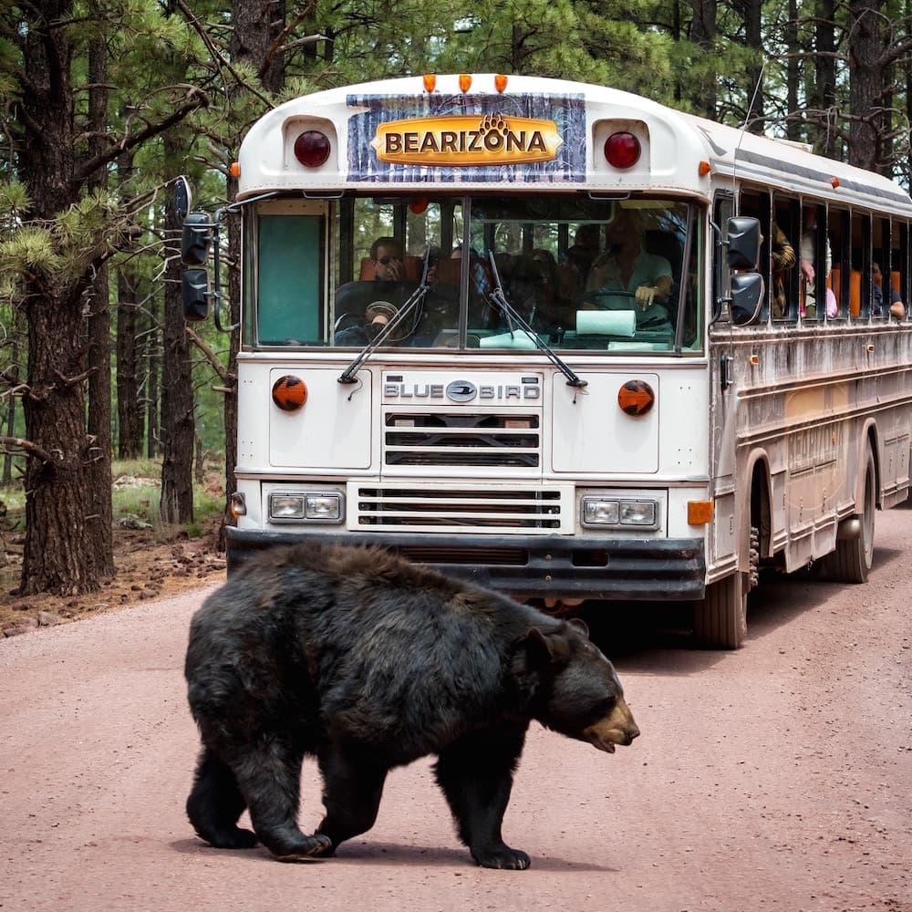 Bearizona Wildlife Park — 