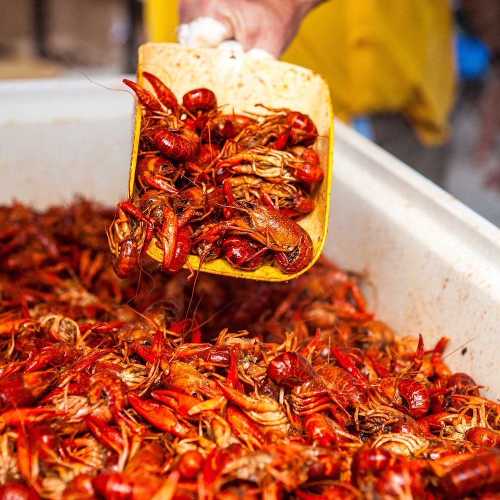 Mudbug Madness Festival — 