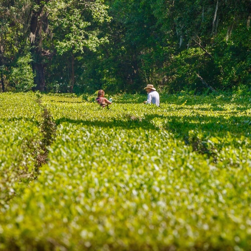 Charleston Tea Garden — Charleston, South Carolina, United States, North America